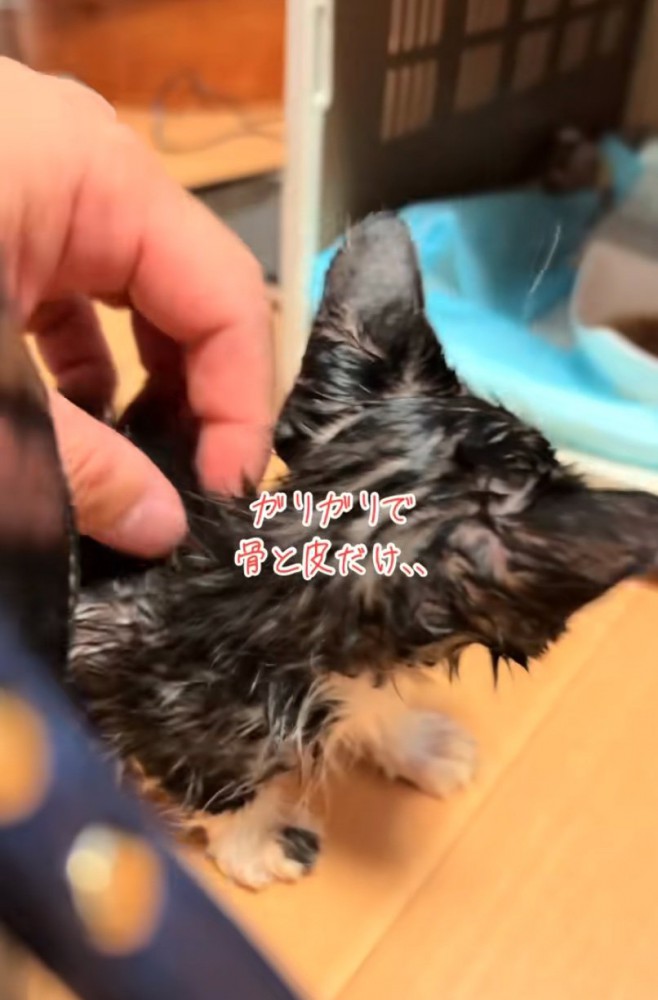 ガリガリの子猫