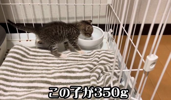 ケージの中で水を飲む子猫