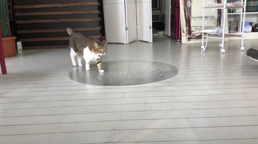 トリックアートの上を歩く猫