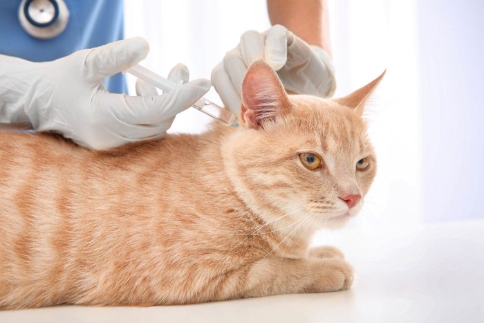 注射を打たれている猫
