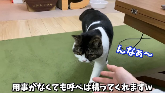 歩いてきた猫