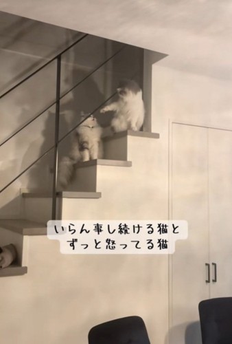 ちょっかいをかける猫
