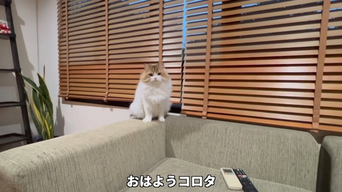 ソファーの背もたれに座る猫