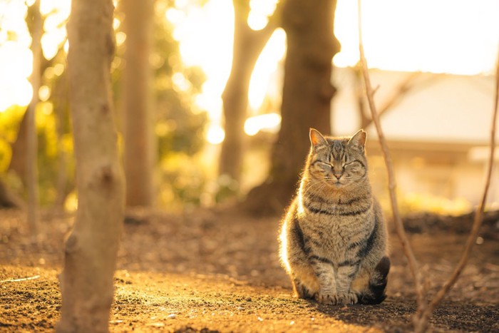 夕暮れ時に座っている猫