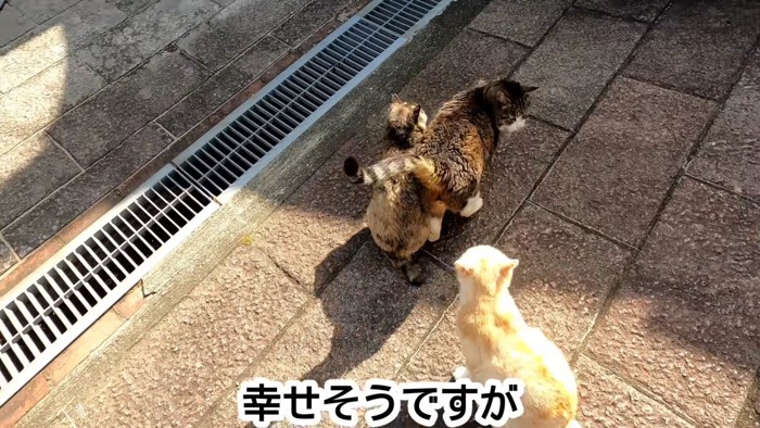 体をすり寄せる猫たち