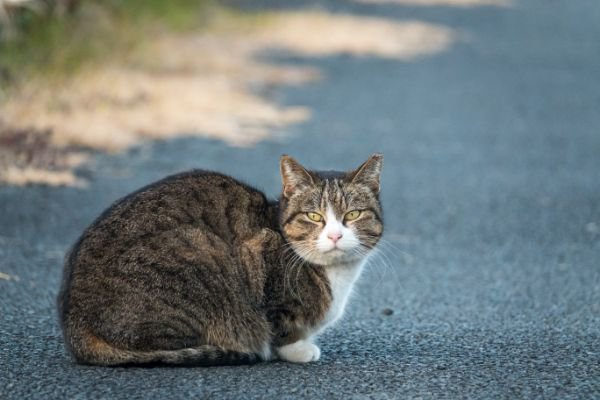 座る猫