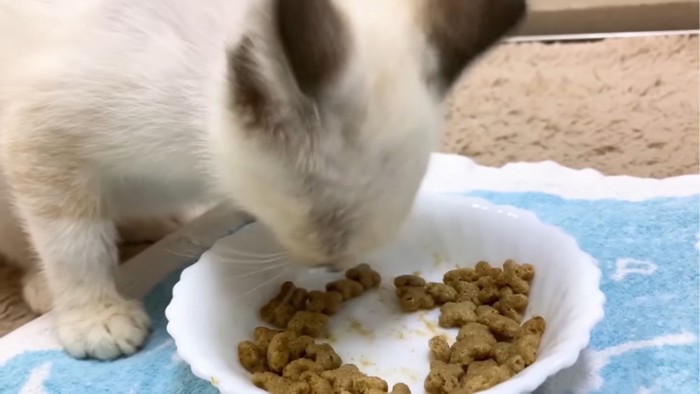 ご飯を食べる子猫