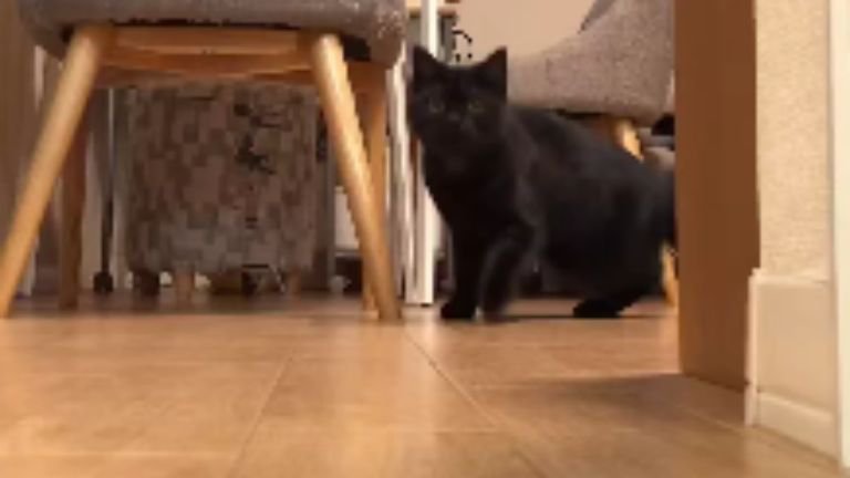 廊下にいる猫