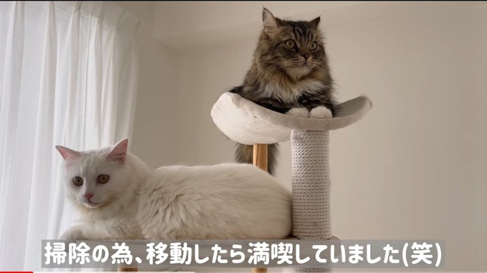 タワーでくつろぐ猫