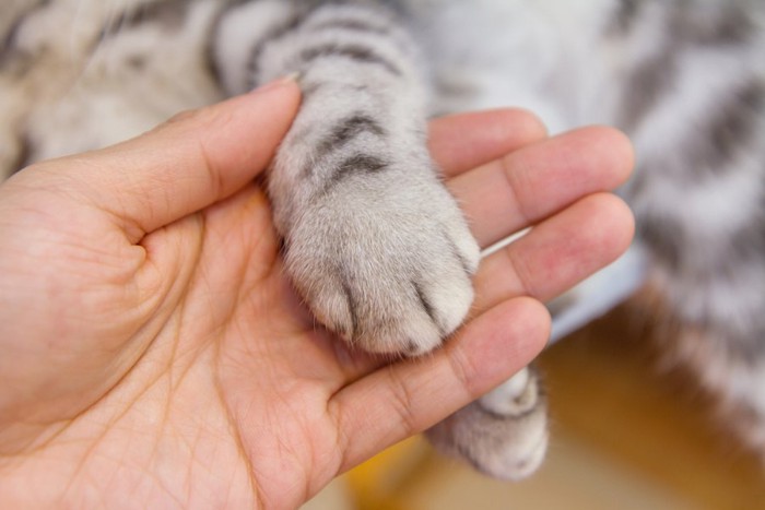 飼い主の手に乗せられた猫の手