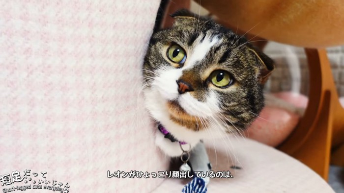 顔を出す猫