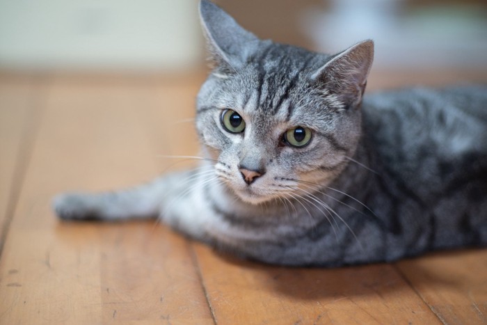 見つめる猫 サバトラ猫