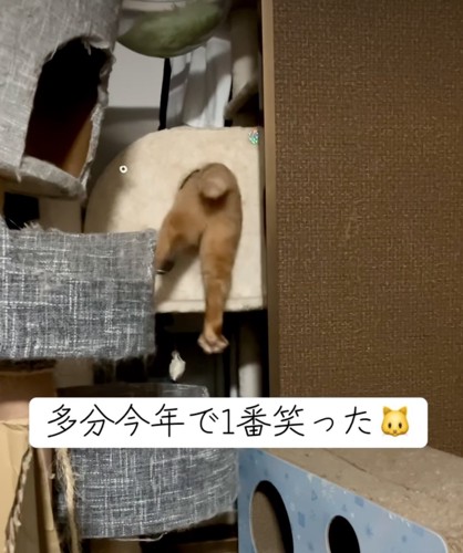 穴に挟まる猫