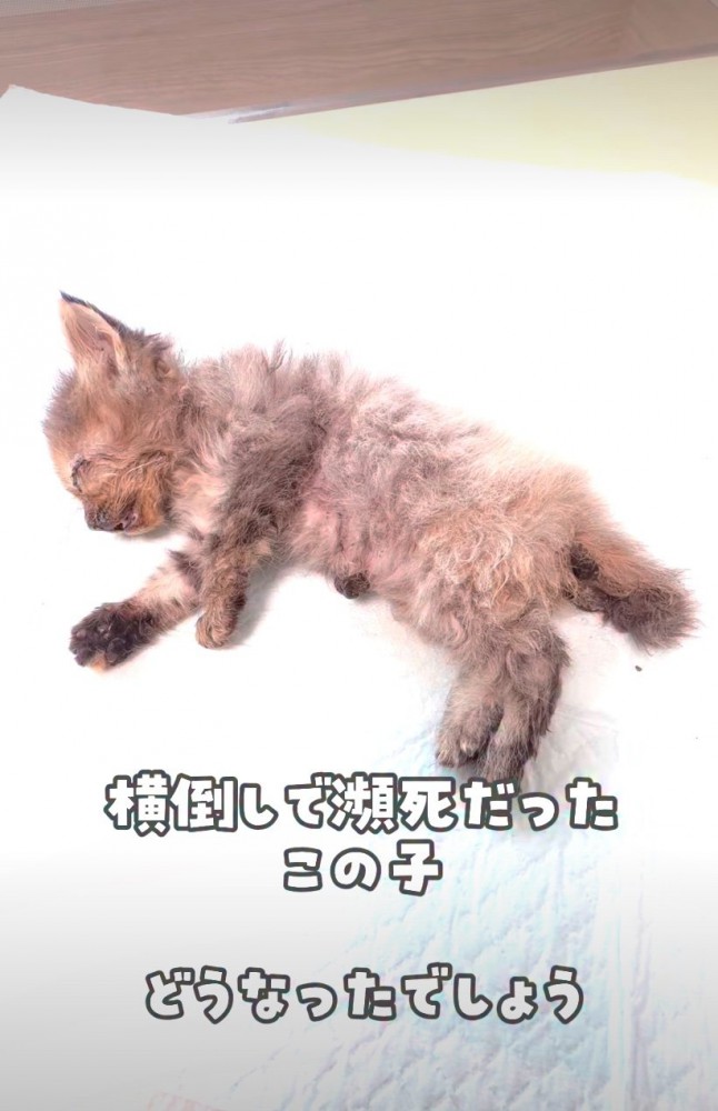 瀕死の状態の子猫