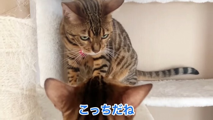 おすわりする猫と猫の後ろ姿