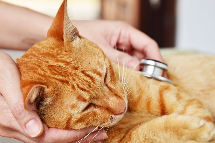 キャットフードを食べる猫