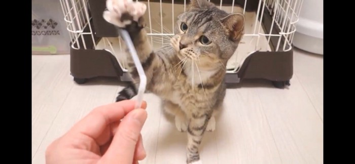 連続猫パンチ