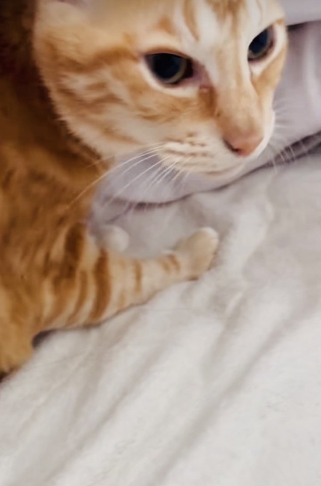 寝起きの茶トラ猫