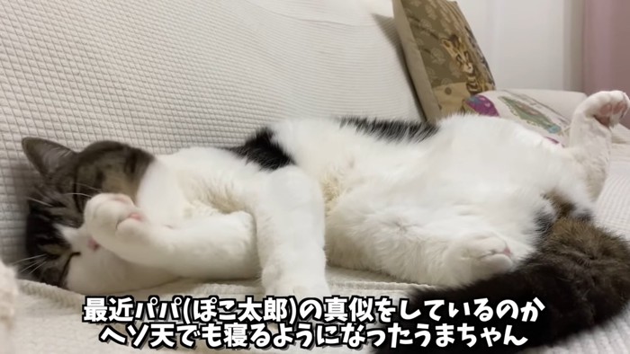 寝転んで前足をなめる猫