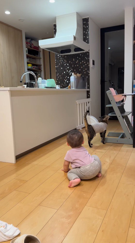 イスに顔をすり寄せる猫