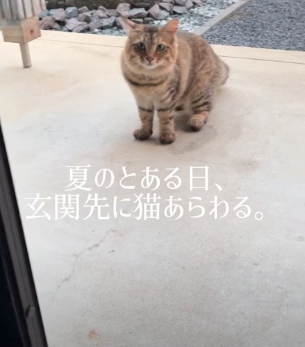 ある日突然現れた猫さん