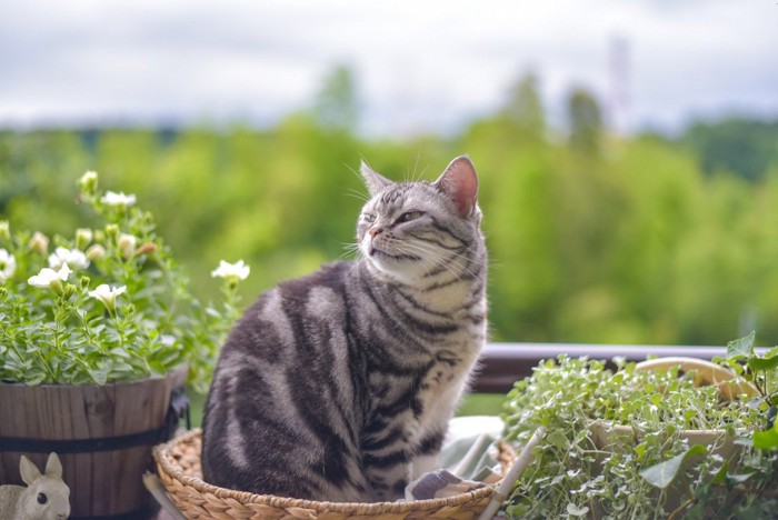 森林浴している猫