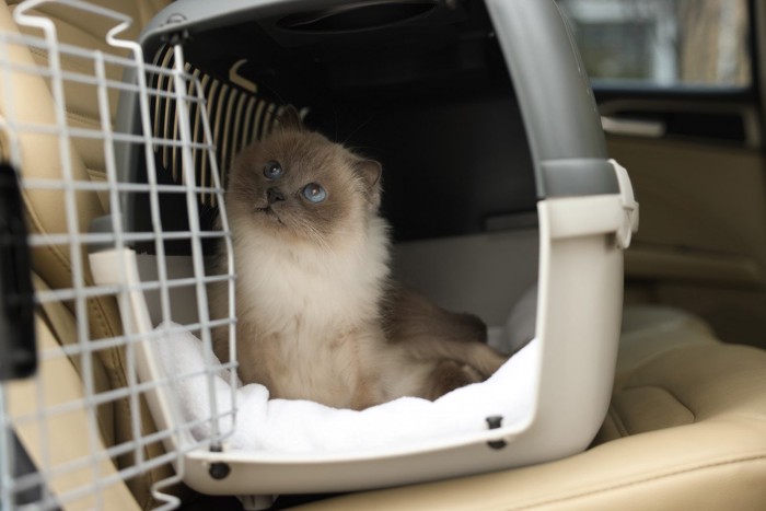 車のシートでケージに入る猫