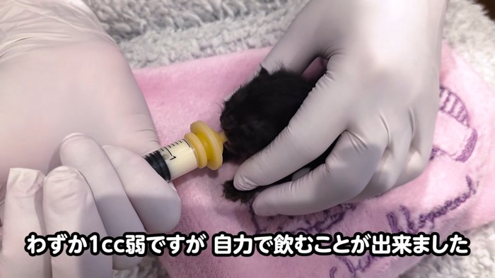 シリンジでミルクを飲む子猫