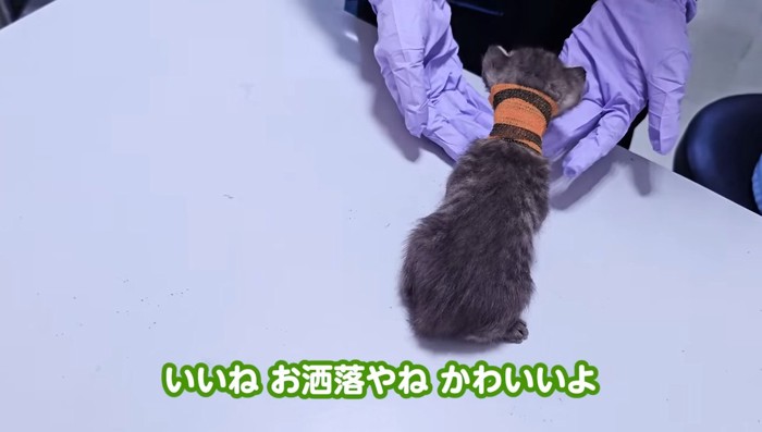 トラ柄の包帯を巻いて
