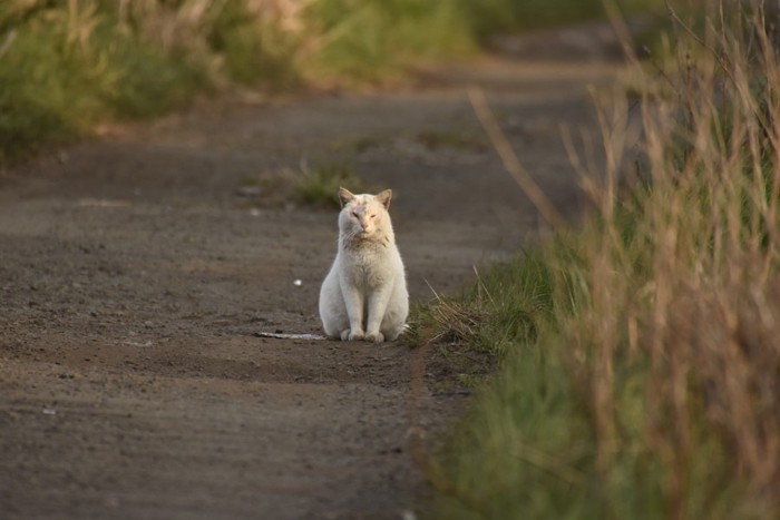 遠くにいる猫