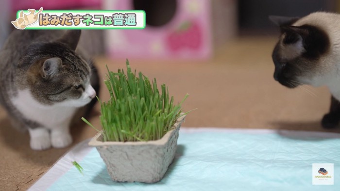 猫草を挟んで対峙する2匹