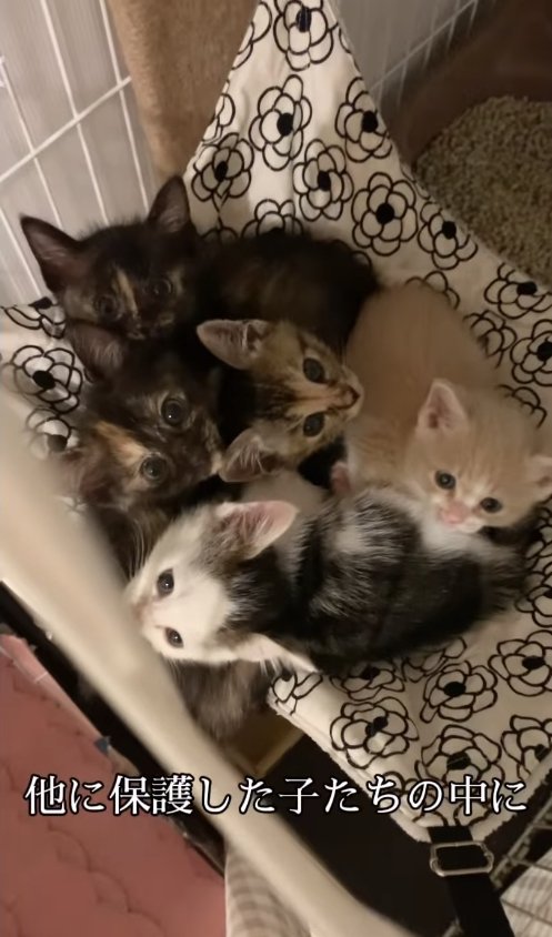 ケージの中でかたまっている5匹の子猫