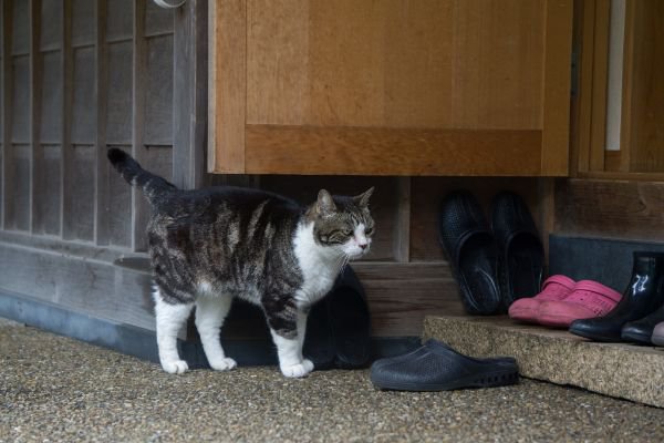 家の外で何かを見つめる猫