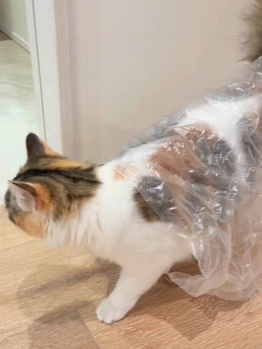 シートを背中に乗せた猫