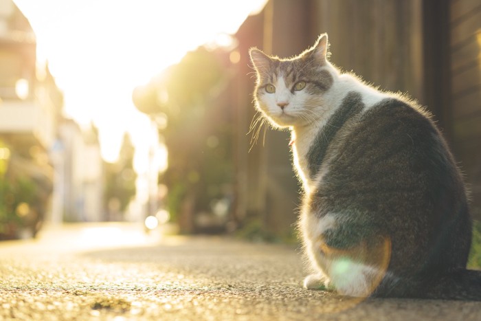 道路に座って振り返る野良猫