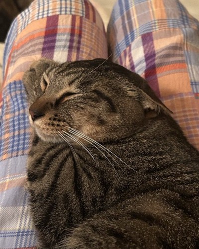 両耳がぺたんこのキジトラ猫