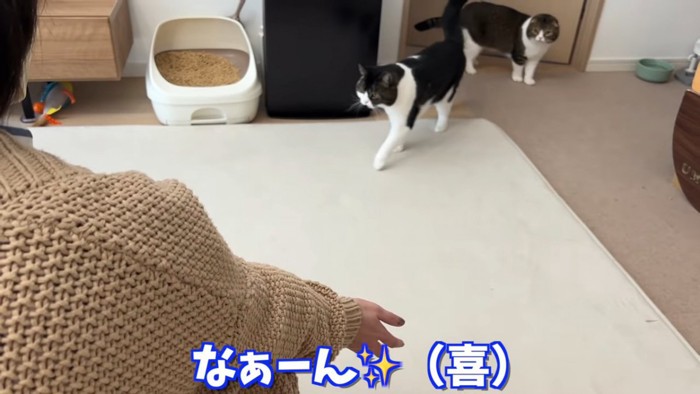 人に向かって歩く猫