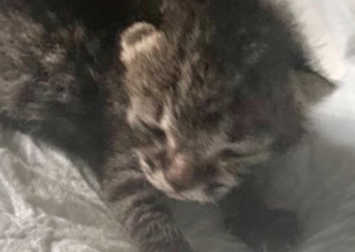 目が開いていない