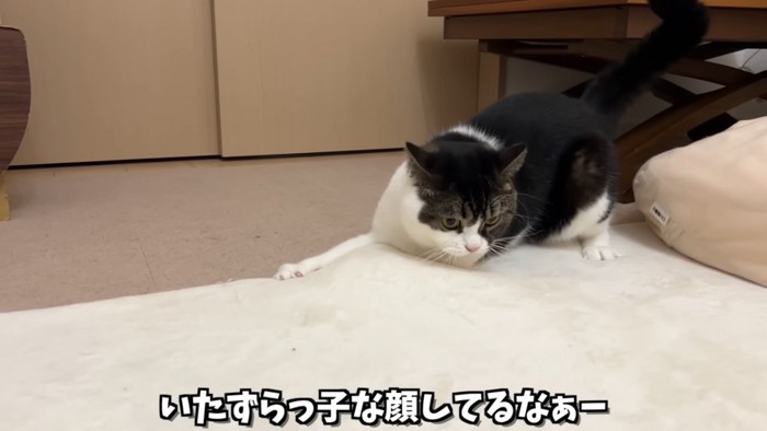 カーペットの端で遊ぶ猫