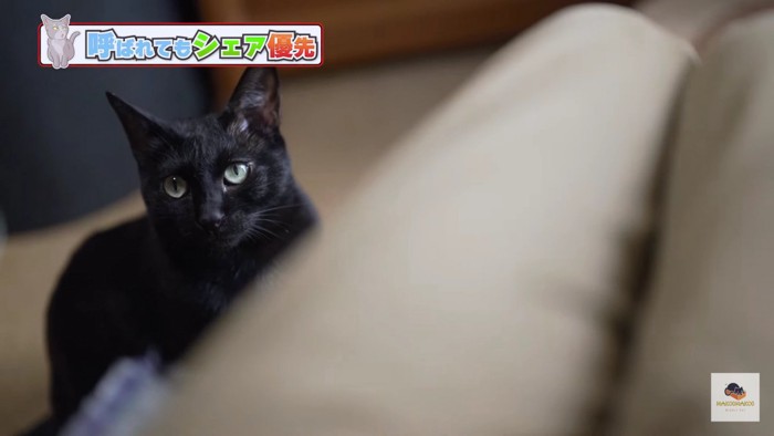 お膝の向こうの黒猫