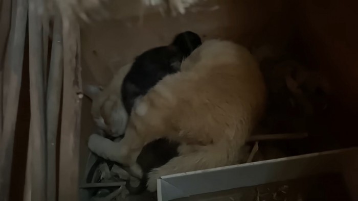 寝ている母猫と子猫