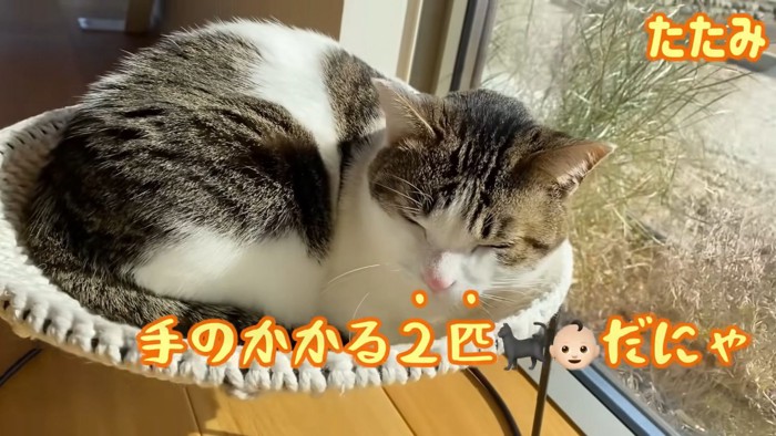 テロップ「手のかかる2匹だにゃ」
