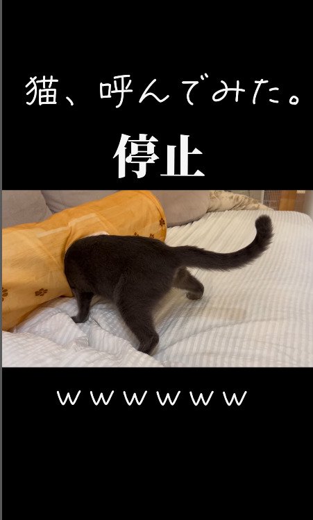 そのまま動かない猫