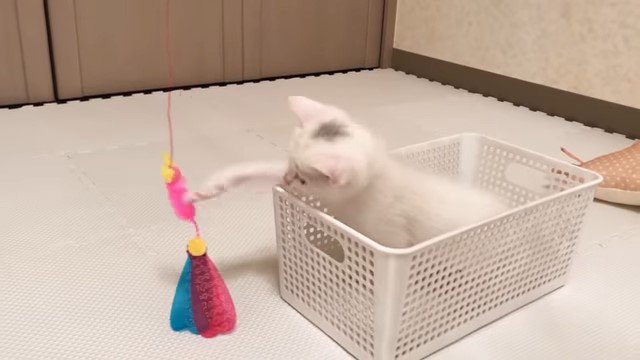 カゴの中の猫