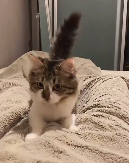 飼い主の目の前に来た猫