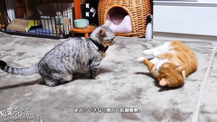 座る猫と寝転ぶ猫