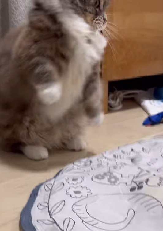 立ち上がる猫