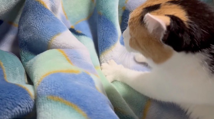 毛布を前足で踏む猫