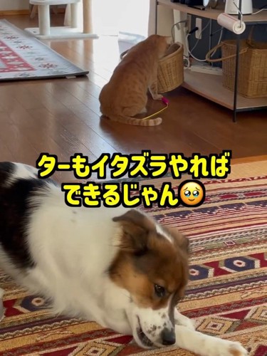 カゴをのぞく猫