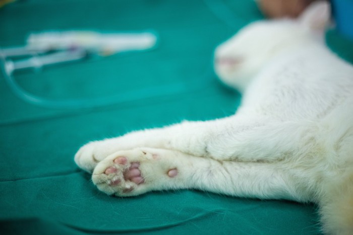 病院の手術台の上で横になる猫